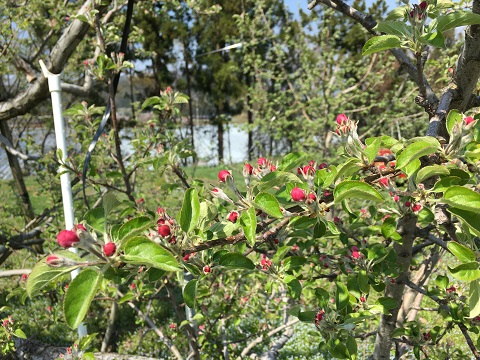 #開花直前 #サンふじ #小西園