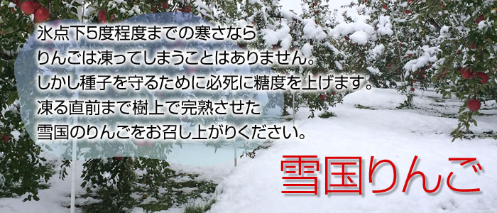 氷点下5度程度までの寒さなら
りんごは凍ってしまうことはありません。
しかし種子を守るために必死に糖度を上げます。
凍る直前まで樹上で完熟させた
雪国のりんごをお召し上がりください。