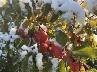 冠雪ふじになりました