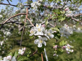 りんごの花　満開