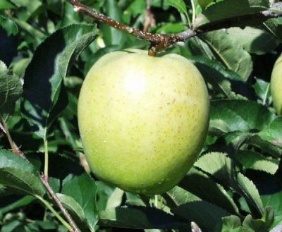 画像3: 王林　特秀　15ｋｇ