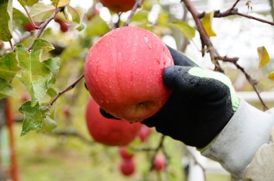 画像3: サンふじ　特秀　5ｋｇ