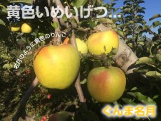 画像5: ぐんま名月　特秀　10ｋｇ (5)