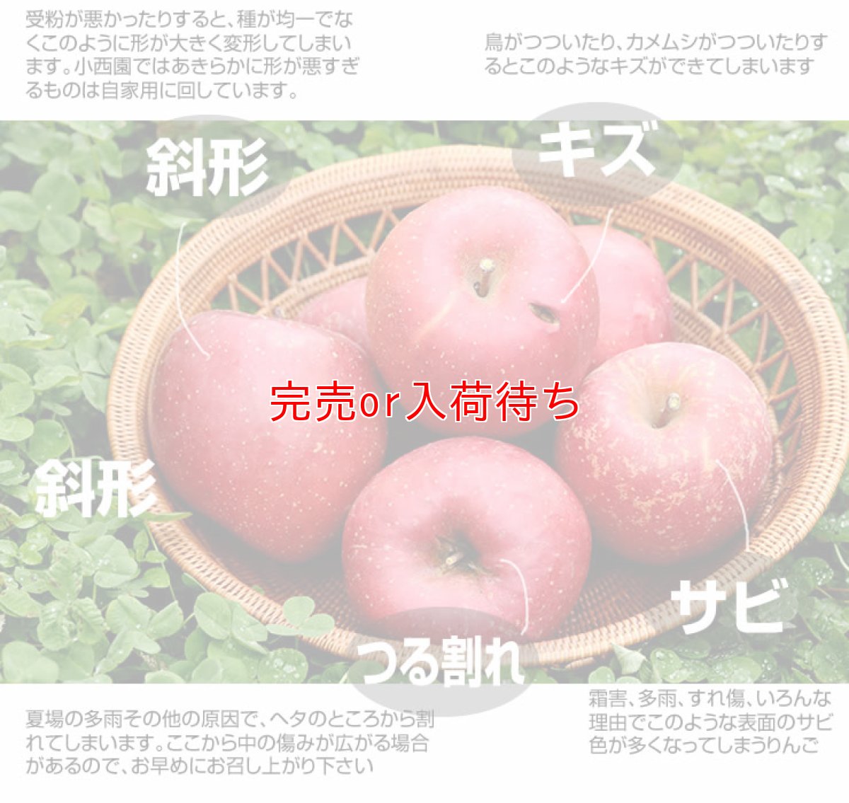 画像1: 【会員限定・数量限定・送り先ご自宅のみ】自家用サンふじ 15ｋｇ (1)