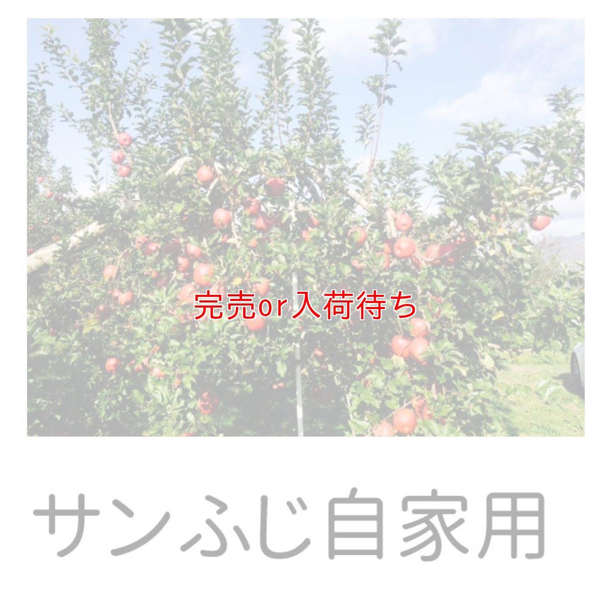 画像2: 【会員限定・数量限定・送り先ご自宅のみ】自家用サンふじ 15ｋｇ (2)