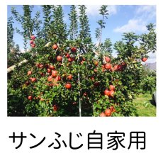 画像2: 【会員限定・数量限定・送り先ご自宅のみ】自家用サンふじ 15ｋｇ (2)