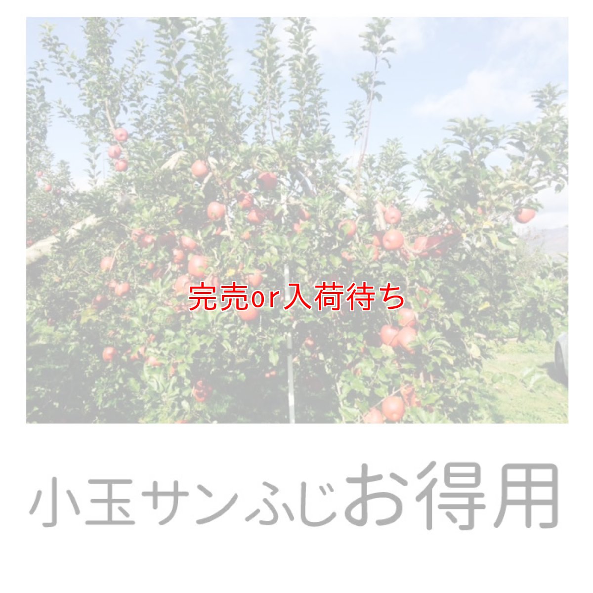 画像1: お得用小玉ふじ 10kg (1)