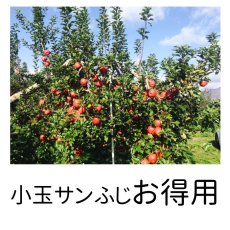 画像1: お得用小玉ふじ 10kg (1)