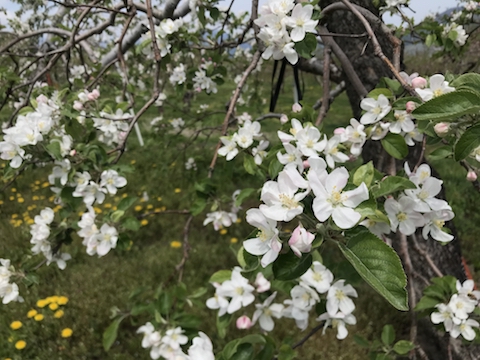 りんごの花