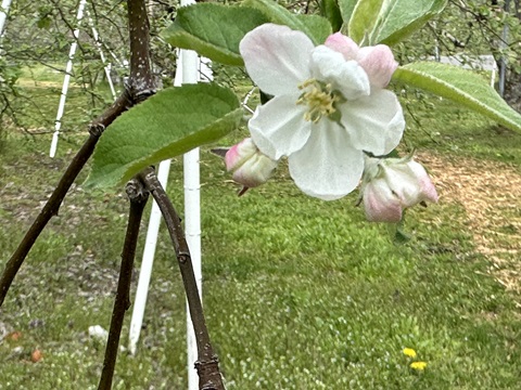 りんごの花