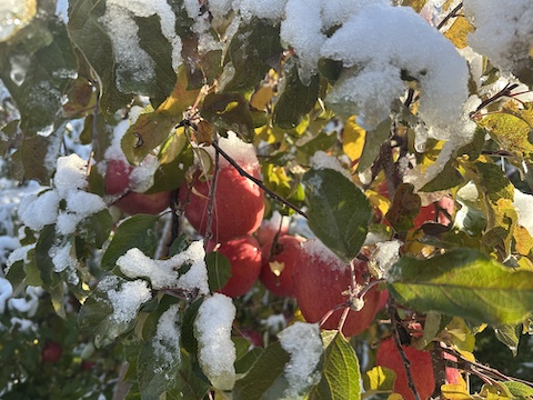 冠雪ふじになりました