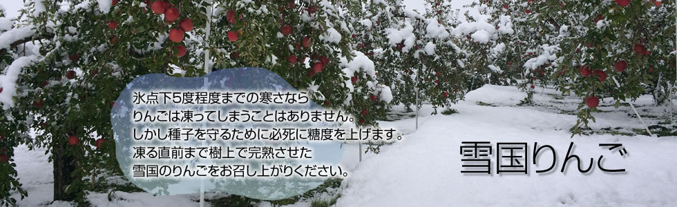 氷点下5度程度までの寒さなら りんごは凍ってしまうことはありません。 しかし種子を守るために必死に糖度を上げます。 凍る直前まで樹上で完熟させた 雪国のりんごをお召し上がりください。