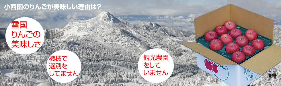 小西園のりんごが美味しい理由は？雪国 りんごの 美味しさ　　機械で 選別を してません　　観光農園 をして いません