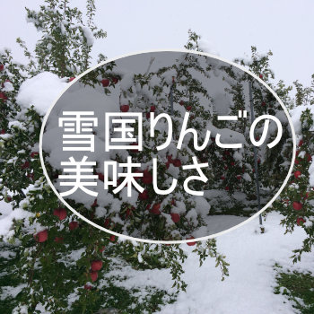 雪国りんごのおいしさ