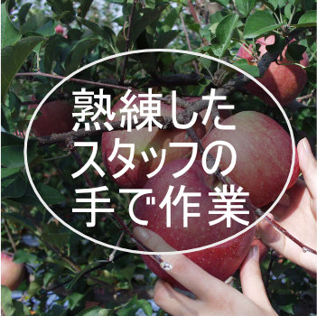熟練したスタッフの手で作業